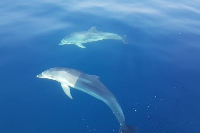 Blue Cave and Hvar Tour from Trogir - What Makes This Tour Stand Out?