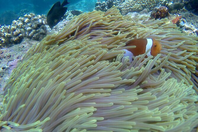 Blue lagoon and tanjung jepun snorkling all inclusive - Practical Tips for Your Bali Water Adventure
