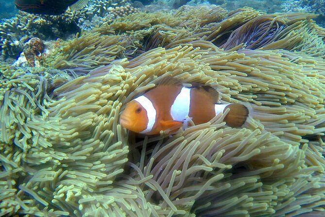 Blue lagoon and tanjung jepun snorkling all inclusive - The Sum Up: Is This Tour Worth It?