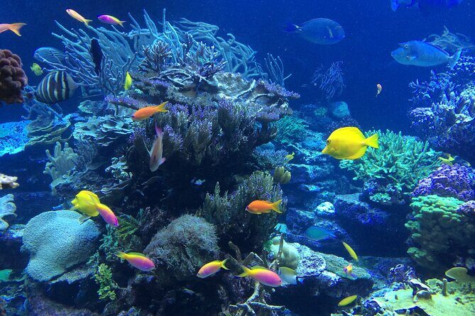 Blue lagoon and tanjung jepun snorkling all inclusive - FAQ