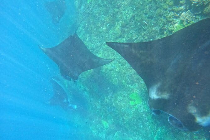 Blue Lagoon & Tanjung Jepun snorkeling with Kanto Lampo WaterFall and Monkey bar - The Sum Up