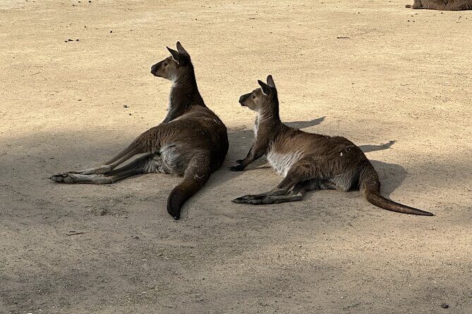 Blue Mountains and Australian Native Animals - The Sum Up: Who Should Consider This Experience?