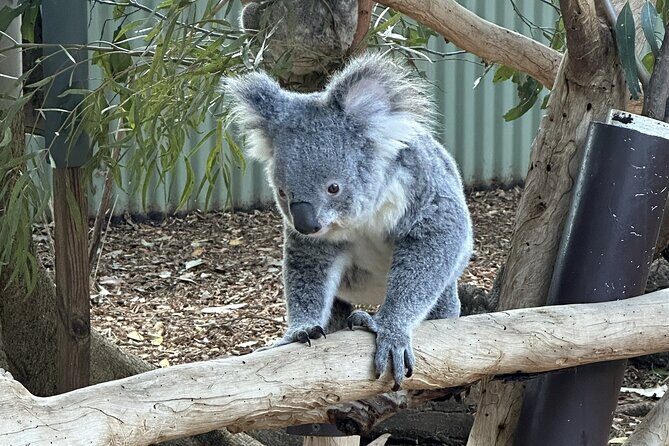 Blue Mountains and Australian Native Animals - FAQs