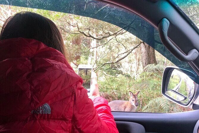 Blue Mountains Day, Sunset Tour & Glow Worms Night Adventure - The Signature Blue Mountains Experience: Sunset & Waterfalls