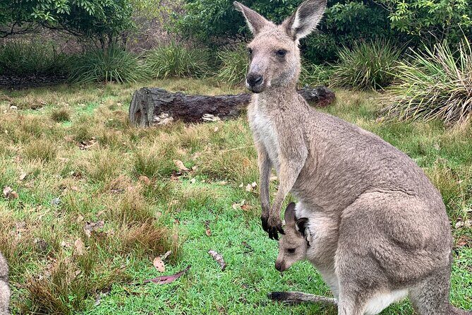 Blue Mountains Day, Sunset Tour & Glow Worms Night Adventure - Highlighted Aspects From Reviews