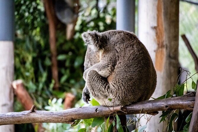 Blue Mountains Day Tour from Sydney - Key Points