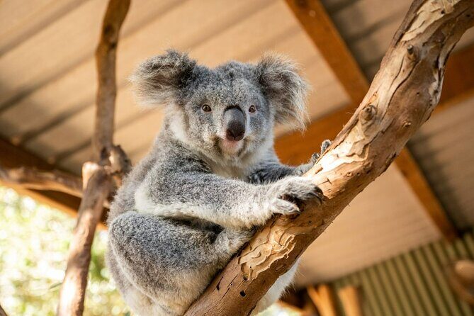 Blue Mountains Day Tour -Scenic World, Koalas & Roos (15 ppl LUX) - Key Points