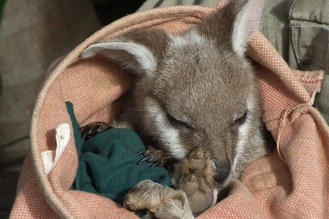 Blue Mountains Day Tour With Bushwalks, Waterfalls & Featherdale - Who Will Love This Tour?