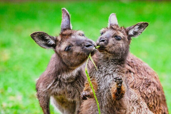 Blue Mountains Day Tour with Wildlife and Scenic World Entry - FAQ