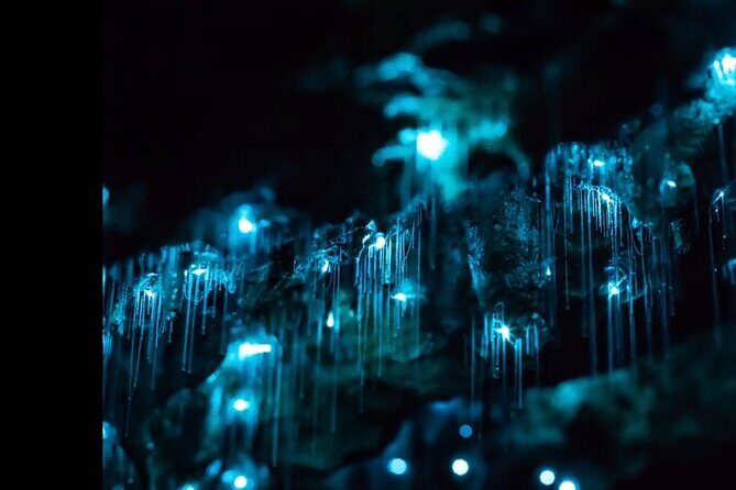 Blue Mountains Hiking Glow worms Cave Wildlife Spotlighting Night Adventure - Key Points