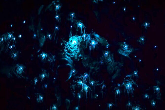 Blue Mountains Hiking Glow worms Cave Wildlife Spotlighting Night Adventure - Who Will Love This Experience?