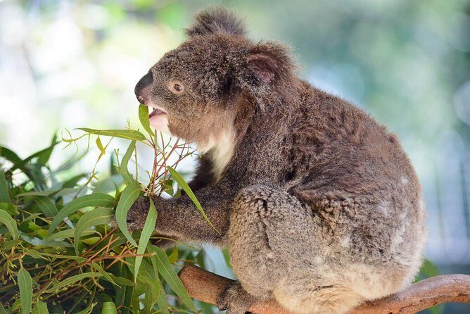 Blue Mountains | Koalas, Kangaroos & Bondi Beach Private Tour - Who is This Tour Best For?