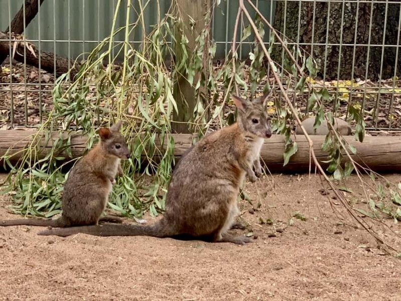 Blue Mountains: Private Scenic Tour with Optional Stops - Final Words
