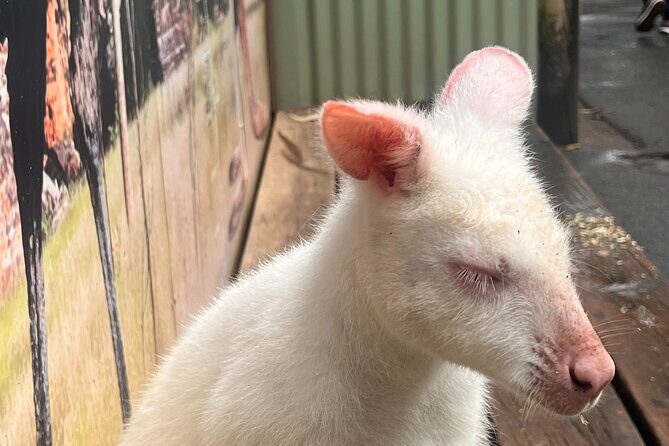 Blue Mountains Private Tour (Featherdale & Scenic World optional) - Key Points