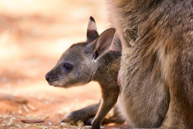 Blue Mountains Private Tour | Koala, Kangaroo, & Waterfalls Day - Final Thoughts: Is This Tour Right for You?
