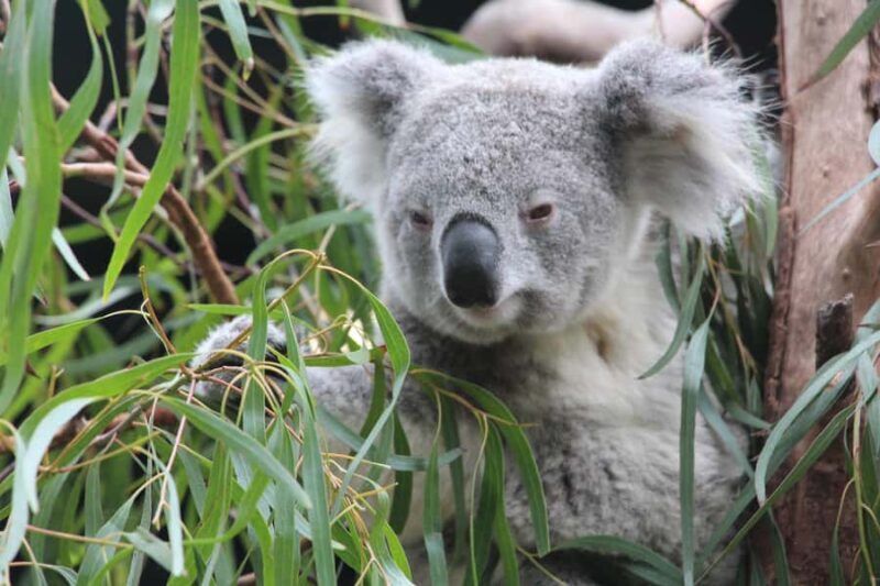 Blue Mountains private tour with Featherdale Wildlife Park - Frequently Asked Questions
