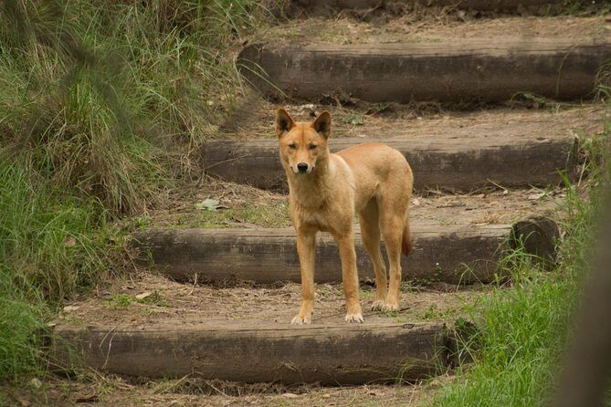 Blue Mountains Small-Group Insider Tour from Sydney - Who Will Enjoy This Tour?
