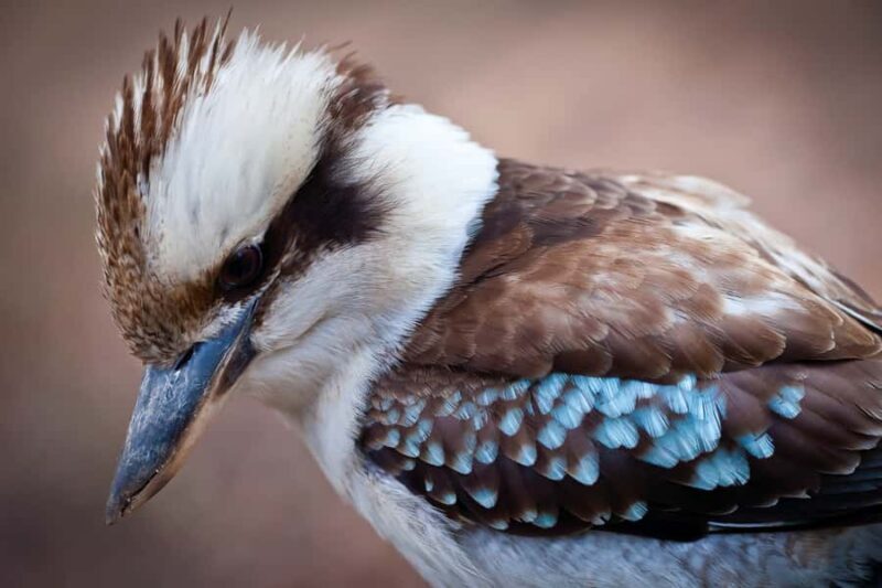 Blue Mountains Sunset Waterfalls Wildlife Tour From Sydney - Final Thoughts: Who Should Consider This Tour?