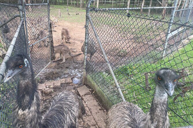 Blue Mountains Wildlife Full-Day Sights and Hiking from Sydney - Practical Details: Value and Comfort