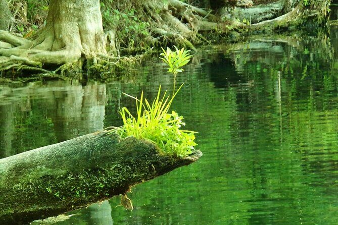 Blue Springs 4 Hour manatee Kayak Tour - Who Would Enjoy This Tour?