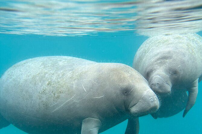 Blue Springs 4 Hour manatee Kayak Tour - FAQ