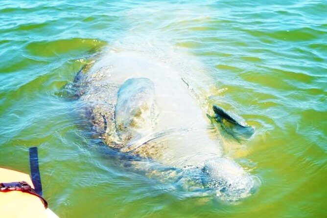 Blue Springs Manatee Tours & Wildlife Adventure Orlando - The Experience in Detail