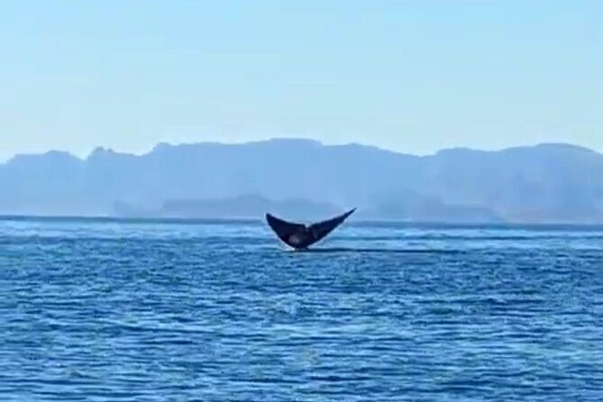 Blue Whale Watching Experience in Loreto - An Overview of Loreto’s Blue Whale Experience