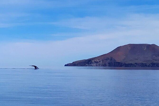 Blue Whale Watching Experience in Loreto - The Value of Small-Group Marine Tours