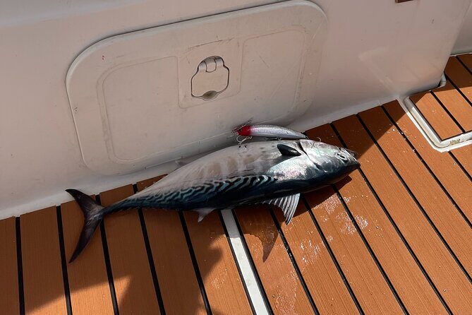 Boat Rental in Marina Bar Montenegro - Key Points