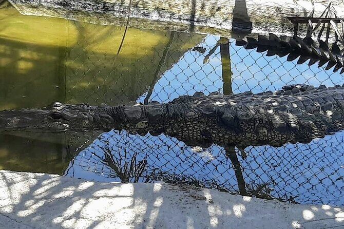 Boat Ride-Gentle Beach Beach Horseback Ride+Lunch-Crocs-Turtles - Who This Tour Is Best For