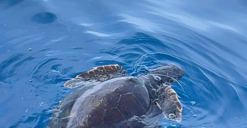 boat tour exploring and searching for dolphins in Acitrezza - In-Depth Review of the Acitrezza Dolphin Boat Tour