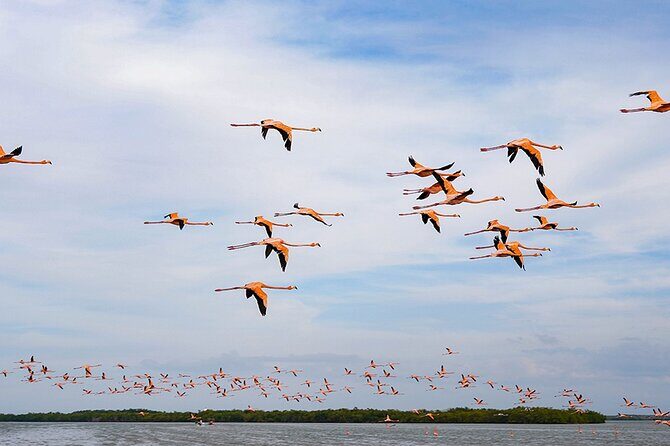 Boat tour in Río Lagartos Natural Reserve, with Food - Introduction