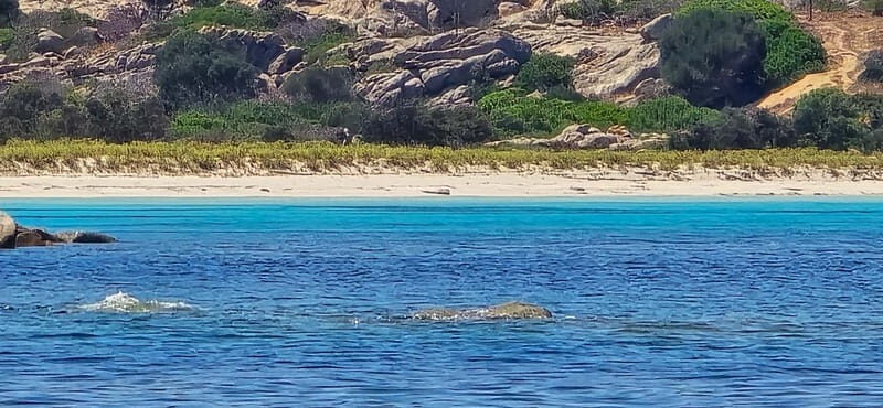 Boat tour of Asinara at sunset with aperitif on board - FAQ