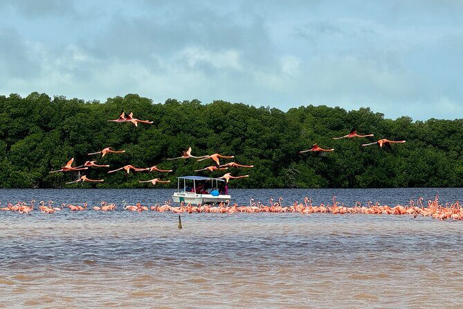 Boat tour through the mangroves of Celestún and Playa from Merida - FAQ