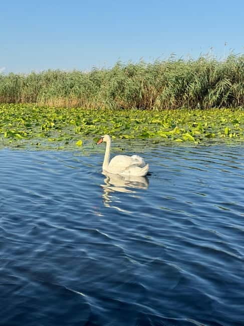 Boat Tour to Letea Forest - Discovering the Landscape of the Danube Delta