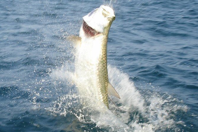 Boca Grande Inshore Fishing Charter - An Authentic Inshore Fishing Experience in Boca Grande