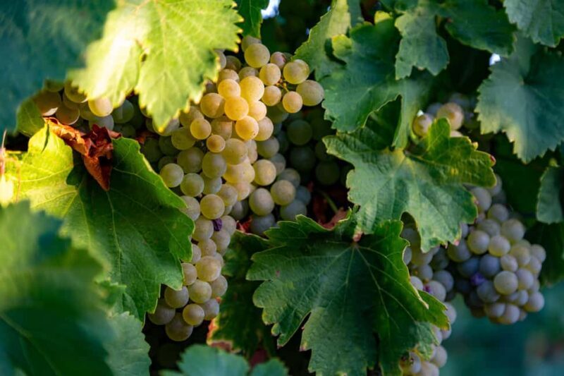 BODEGAS PANDORA: tour through the vineyards and winery with wine tasting. - Key Points