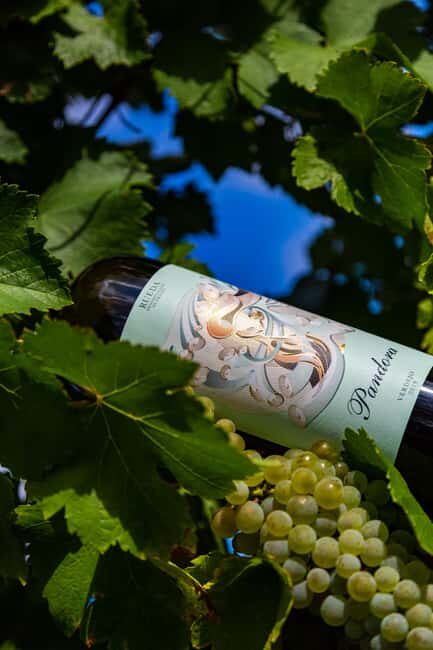 BODEGAS PANDORA: tour through the vineyards and winery with wine tasting. - What to Expect from the Bodegas Pandora Tour