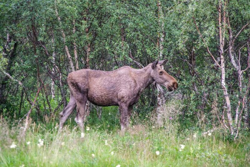 Bodø: Northern Norway Moose Safari - Key Points