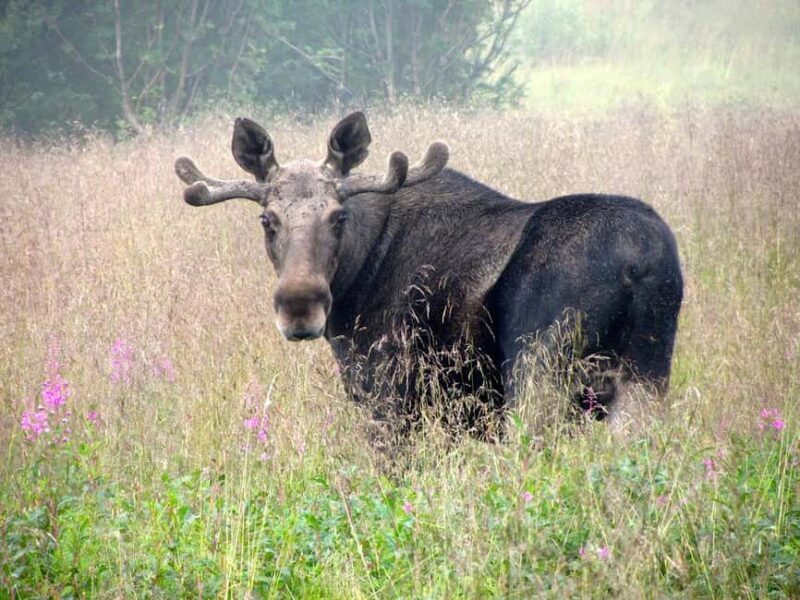 Bodø: Northern Norway Moose Safari - The Allure of the Moose Safari in Northern Norway