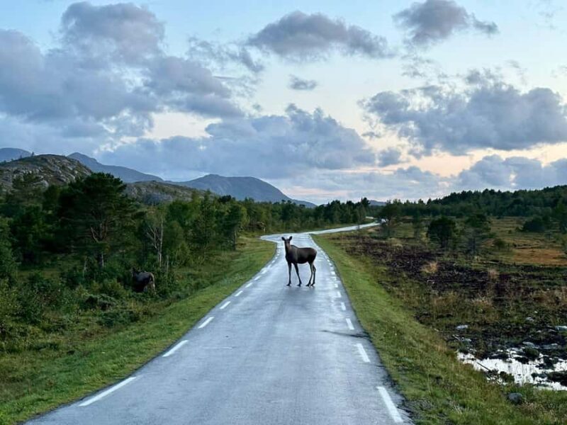 Bodø: Northern Norway Moose Safari - Is It Worth the Price?