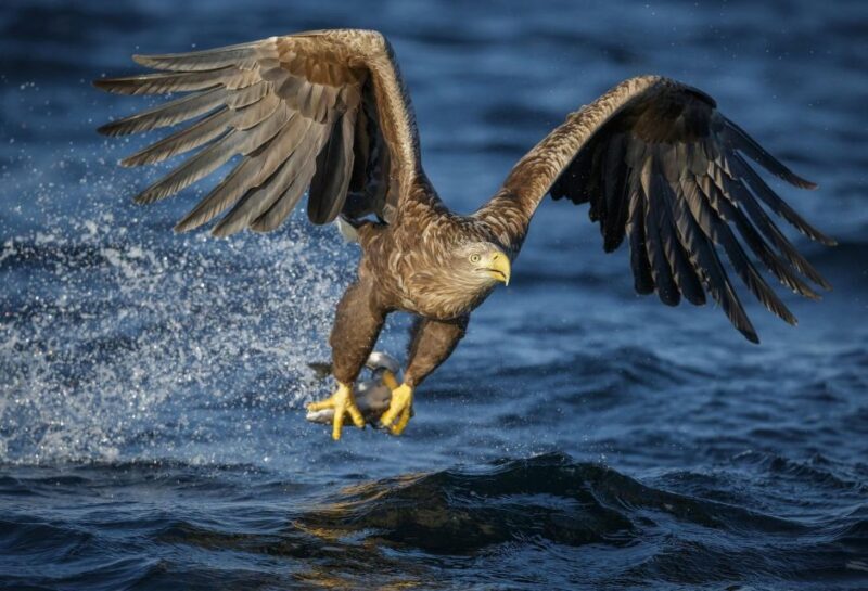 Bodø: Saltstraumen Sea Eagle Trip by RIB - FAQs
