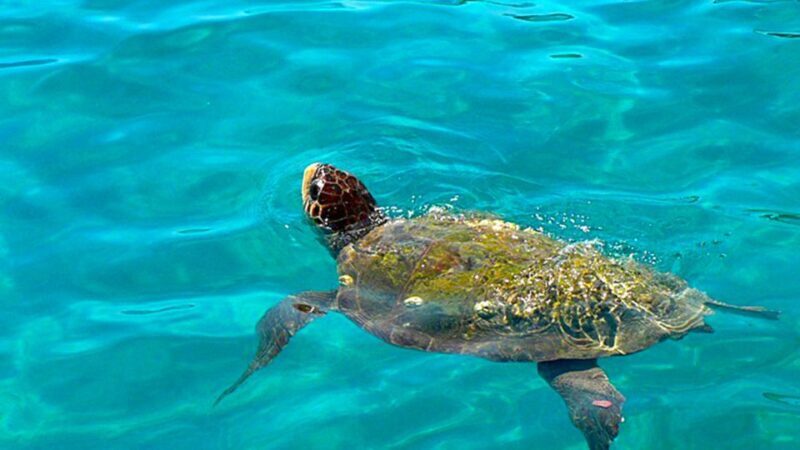 Bodrum Jeep Safari from Bodrum Cruise Port - Practical Details and Tips