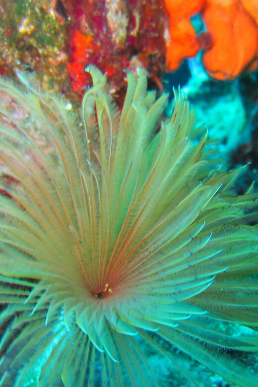 Bodrum: Scuba Diving Trip with Lunch - Who Will Love This Experience?