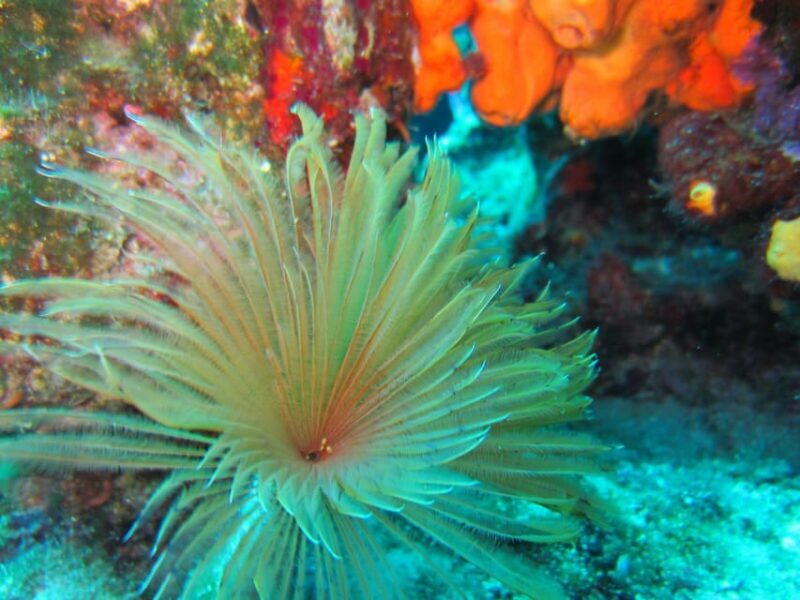 Bodrum: Scuba Diving Trip with Lunch - FAQ