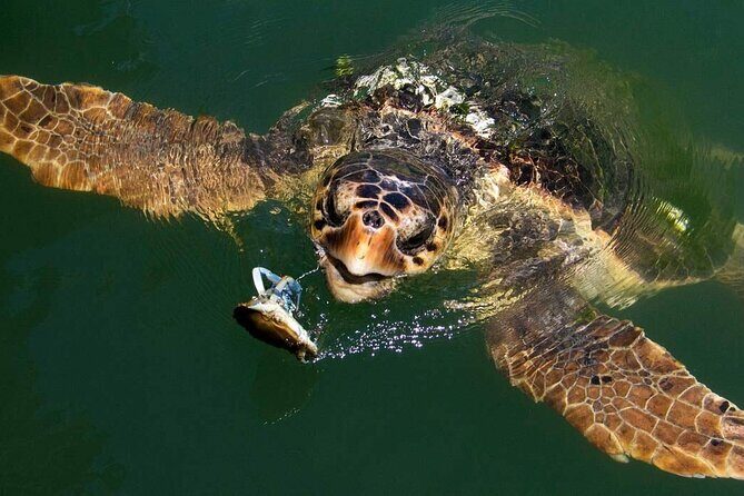Bodrum Turtle Beach Tour With Mud Baths & King Tombs - Exploring the Itinerary in Detail