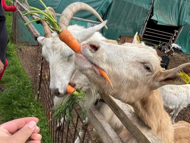 Bohemian Uplands: Garnet panning, Farm & Local Lunch&Beer - Key Points
