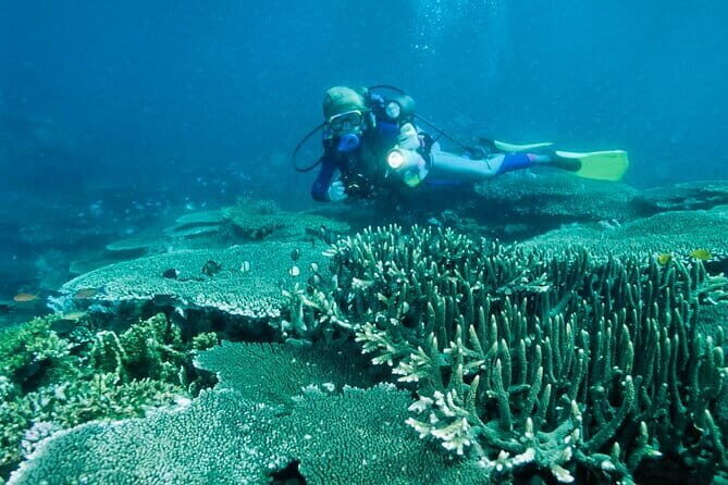 Bohol Balicasag Island Hopping with Dolphin Watching and Lunch - Key Points
