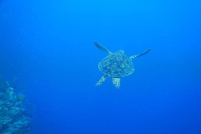 Bohol Balicasag Island Hopping with Dolphin Watching and Lunch - The Honest Feedback: What to Keep in Mind
