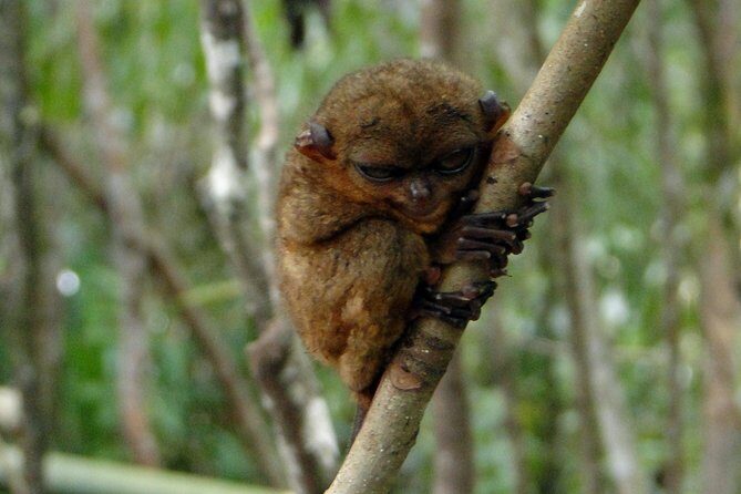 Bohol: Bilar - Night Safari Tour - In-Depth Look at the Night Safari Experience